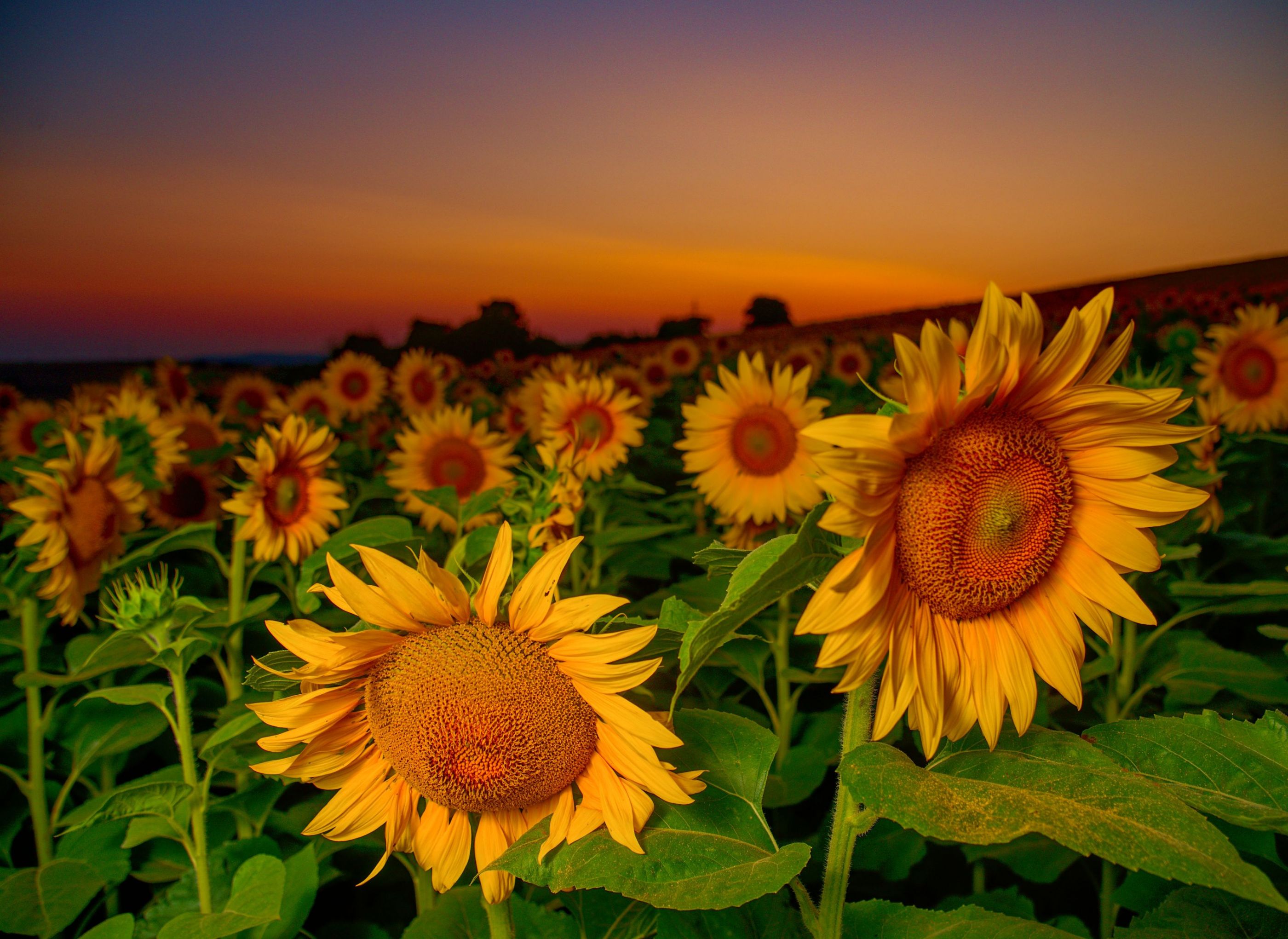 Sunflowers